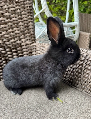 Helle Großesilber Kaninchen abzugeben Bild 3