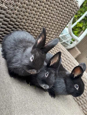 Helle Großesilber Kaninchen abzugeben Bild 2