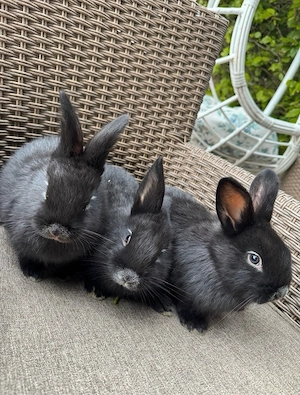 Helle Großesilber Kaninchen abzugeben Bild 5
