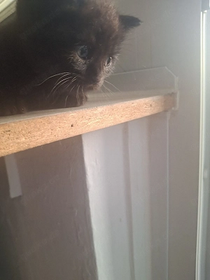 katzen baby
