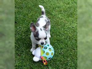 Chihuahua Babys mit Stammbaum ab sofort