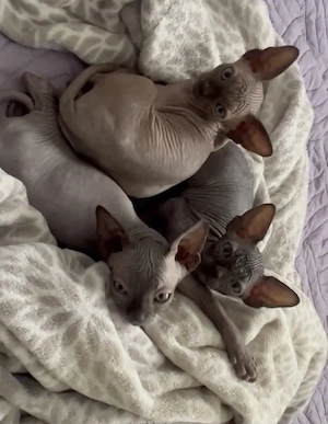 Canadian Sphynx kitten                         