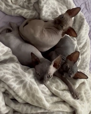 Canadian Sphynx kitten                      