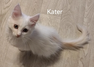 3 Main Coon kitten 