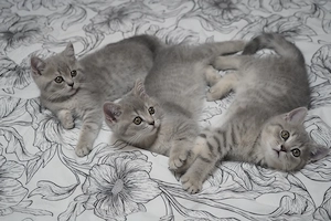 Kleine BKH Kitten suchen neue Zuhause