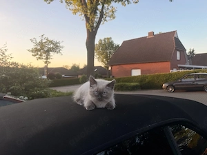 siam kitten 