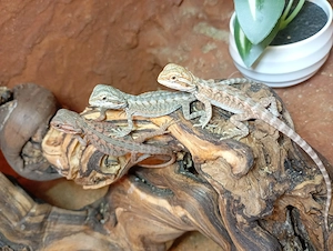 Wunderschöne Baby Farb-Bartagame Pogona vitticeps (Orange& Red Line) tolle Farben & Zeichnung