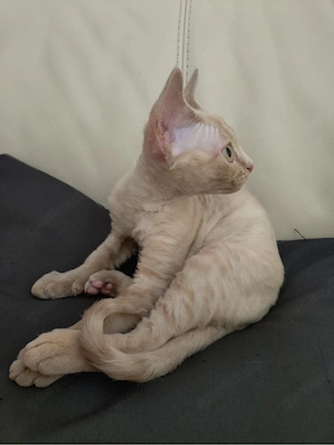 Devon Rex Mädchen