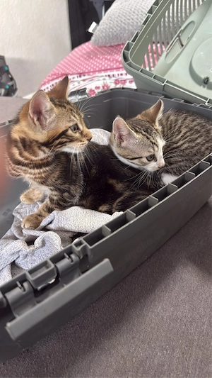 katzen kurzhaar