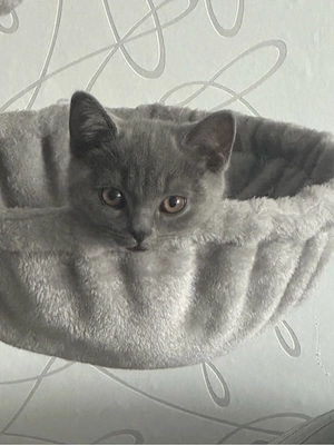 BKH Kitten in Farbe Grau (Blau)  2 Kitten