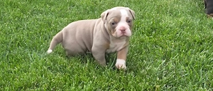 Old English Bulldog Welpen