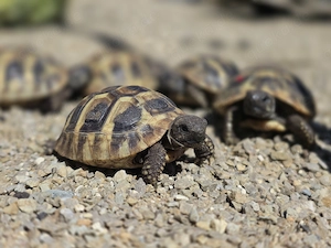 Griechische Landschildkröten NZ 2024 Freilandhaltung & Winterstarre