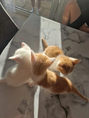 Kitten babys
