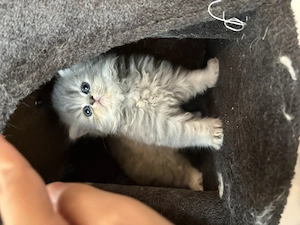 Perser Kittens ab 1. Juli Bild 3