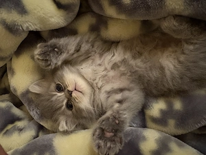 Perser Kittens ab 1. Juli