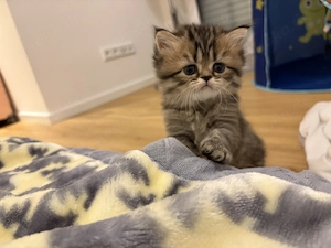 Perser Kittens ab 1. Juli Bild 4