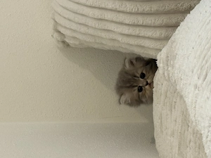 Perser Kittens ab 1. Juli Bild 2