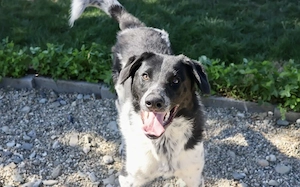 Traumhund Thommy