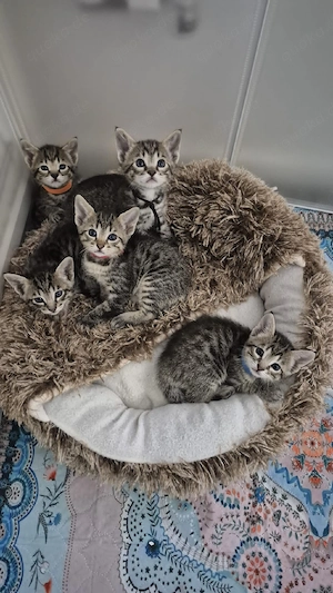 Wunderschöne Bengal-Siam Mix