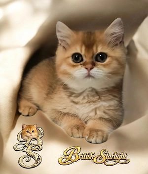 Sofort Abgabebereit BKH Kitten mit Stammbaum & Gesundheitszeugnis. 