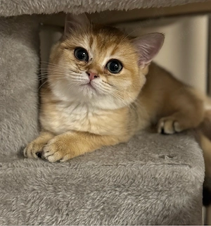 bkh katze 