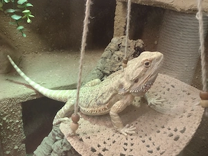 Hypo Trans Bartagamen Mädchen super süß 2 Jahre alt :)