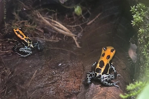 Ranitomeya amazonica "Arena Blanca" Bild 4