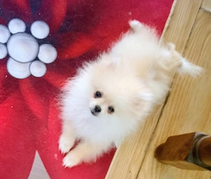 pomeranian zwergspitz gechipt geimpft entwurmt