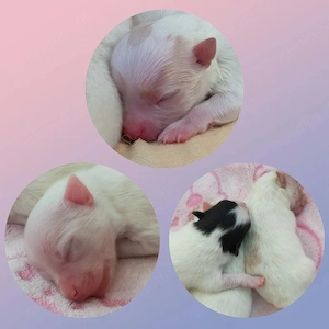 Unsere Reinrassigen Pomeranian Welpen sind da!