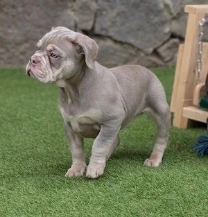 Old English   Alternativ Bulldog  Welpen   Abgabebereit