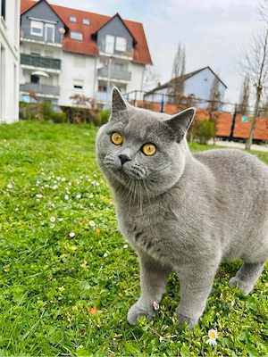 britischkurzhaar katze 