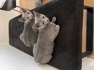 Reinrassige Russisch Blau Kitten Kater suchen gemeinsam liebevolles Zuhause 