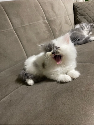 Katzen verkaufen