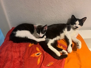 baby kitten fast 12 wochen alt 