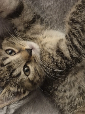 2 wündwrschönen kitten 9 woche alt  Bild 5