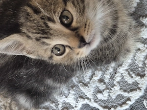 2 wündwrschönen kitten 9 woche alt 