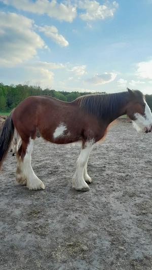 Toller Clydesdale Wallach mit 1 blauen Auge Bild 4