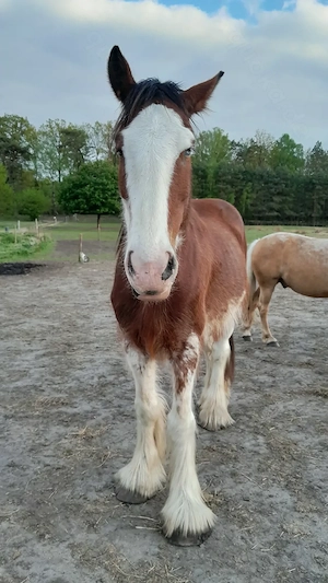 Toller Clydesdale Wallach mit 1 blauen Auge Bild 2