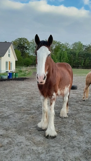 Toller Clydesdale Wallach mit 1 blauen Auge Bild 3