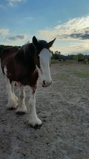 Toller Clydesdale Wallach mit 1 blauen Auge Bild 9
