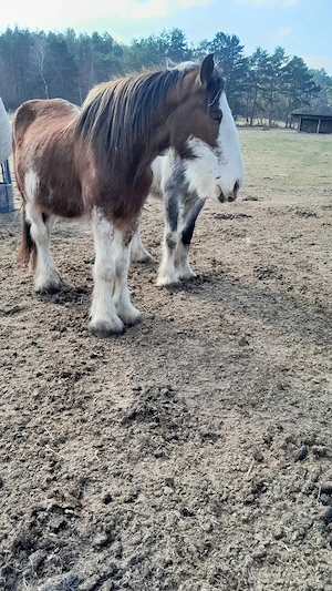Toller Clydesdale Wallach mit 1 blauen Auge Bild 10