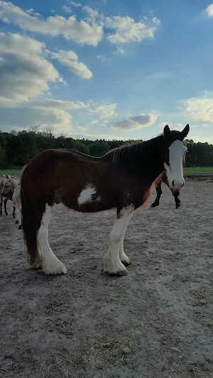 Toller Clydesdale Wallach mit 1 blauen Auge Bild 8