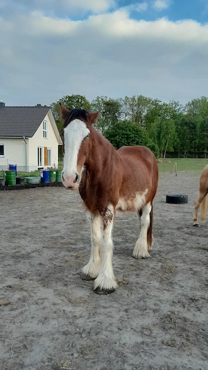 Toller Clydesdale Wallach mit 1 blauen Auge Bild 7