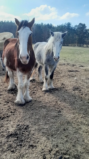 Toller Clydesdale Wallach mit 1 blauen Auge Bild 6
