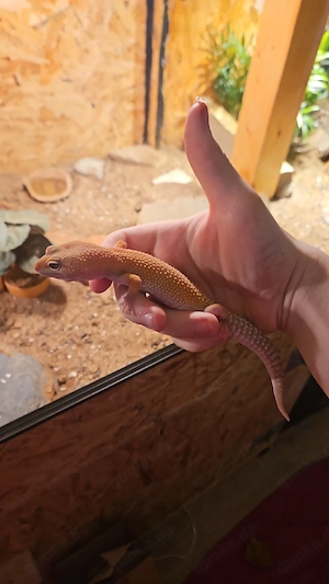 Leopardgecko Albino weibchen 
