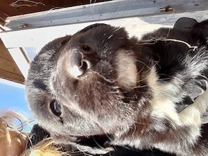 Wasserhundmix Welpen suchen 5* Zuhause