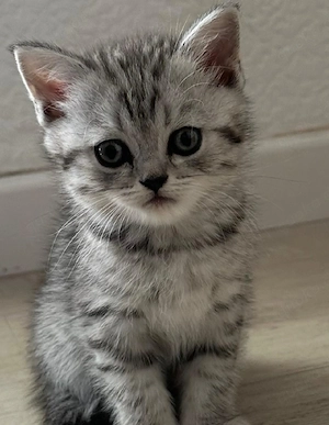 BKH BLH Kitten Babykatze 12 Wochen  Bild 2
