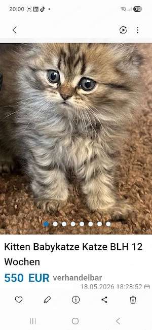 BKH BLH Kitten Babykatze 12 Wochen  Bild 5