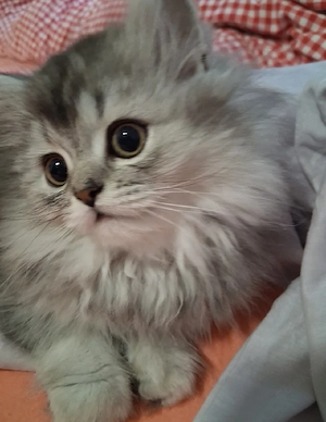 BKH BLH Kitten Babykatze 12 Wochen 