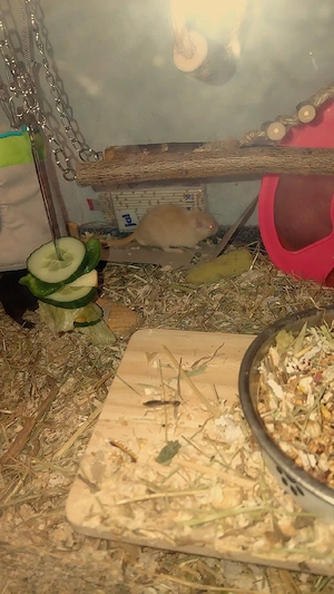 rennmaus mänchen DRINGEND!!!